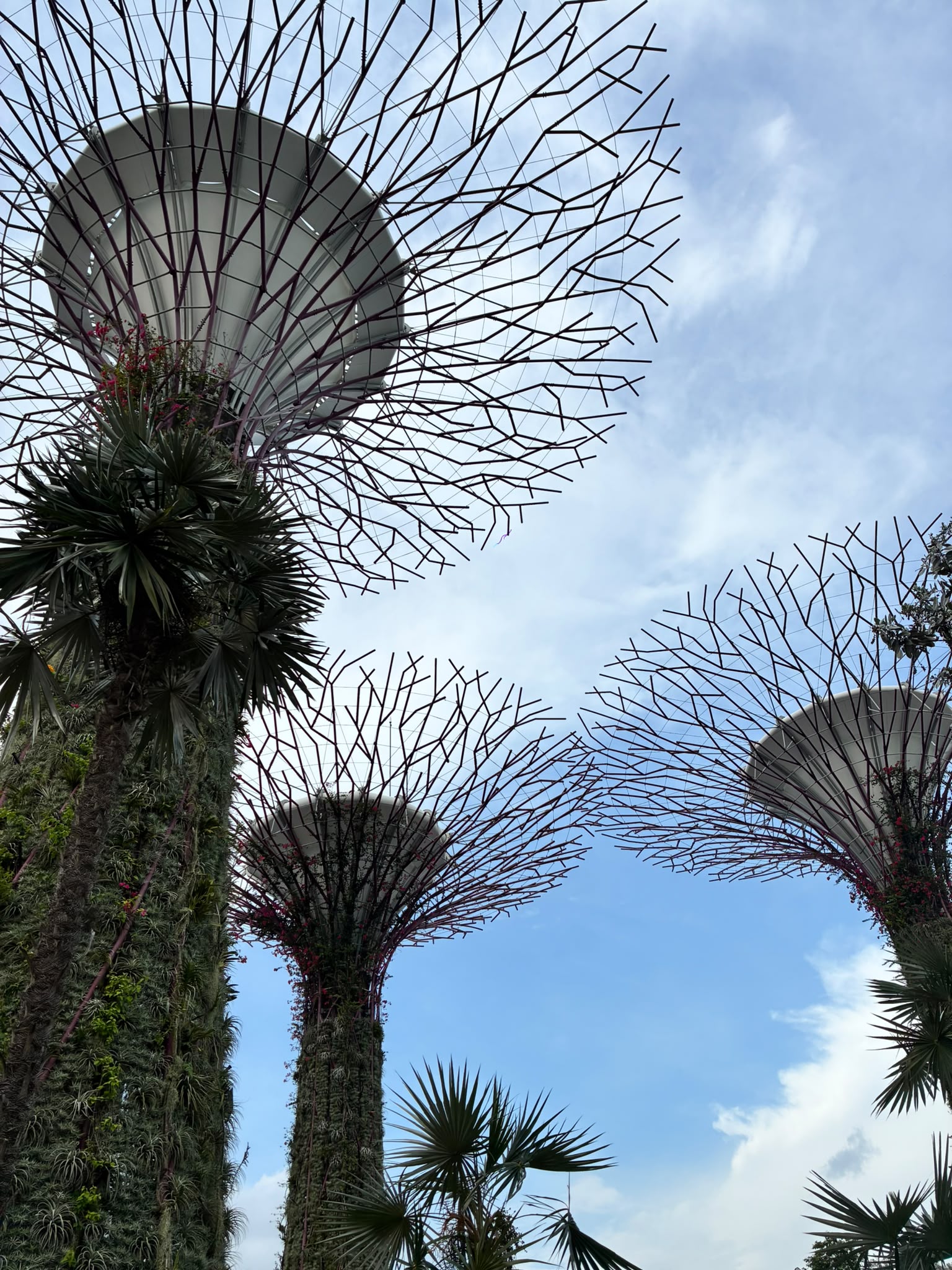Supertree Grove in Singapore photographed by Low Cheng Jun